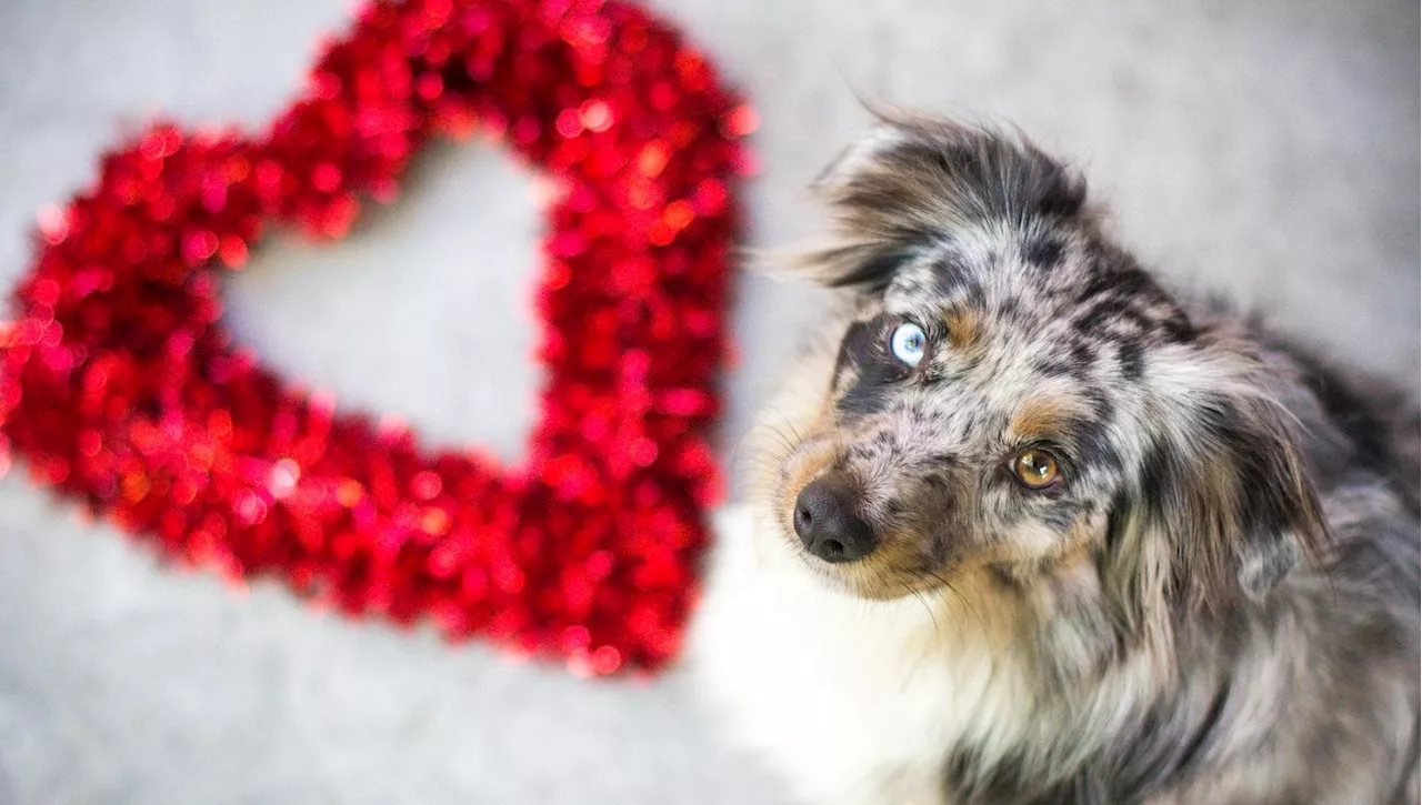 San Valentino: Pericoli per il tuo cane tra cioccolatini e fiori