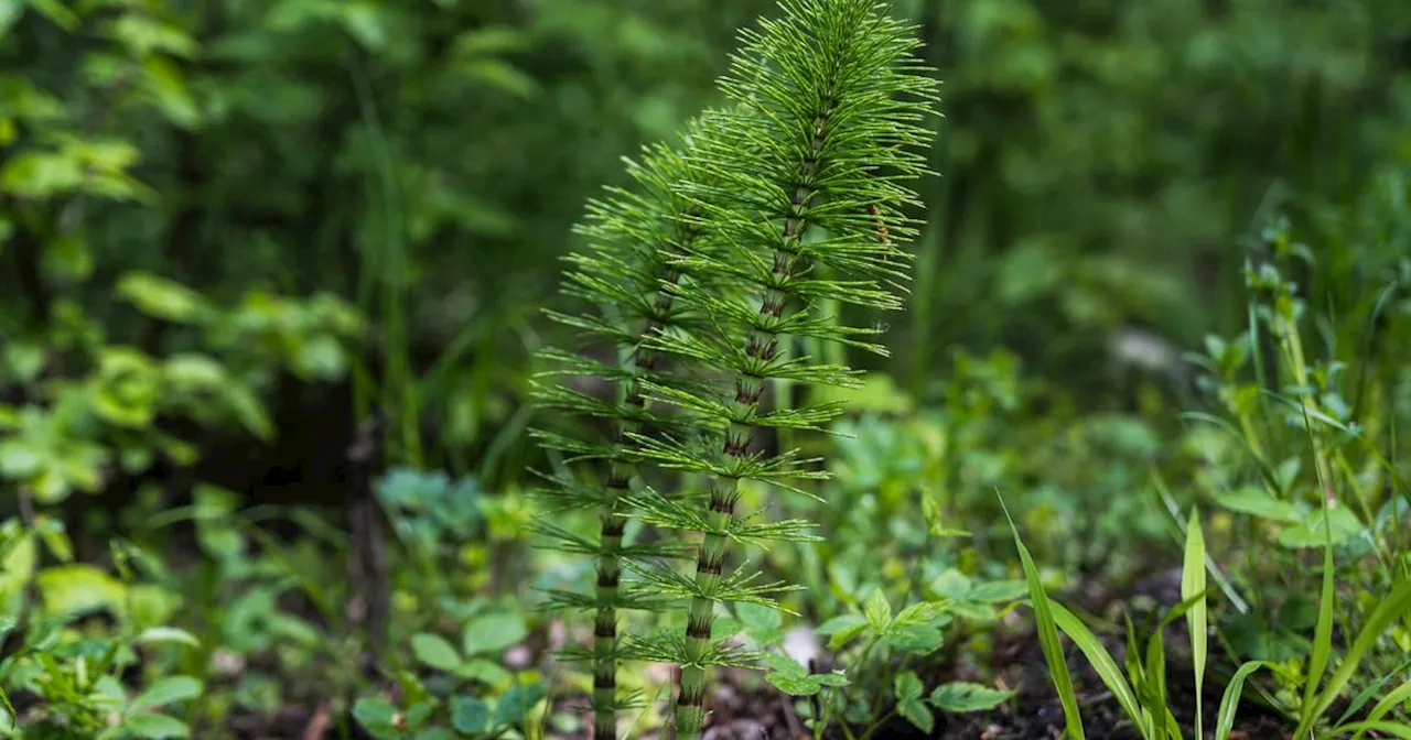 5 plantes préhistoriques fascinantes qui existaient déjà du temps des dinosaures