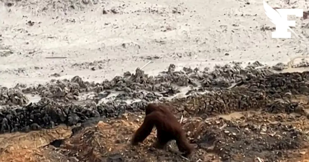 Indonésie : quand un orang-outan sauvage se perd dans une mine à ciel ouvert