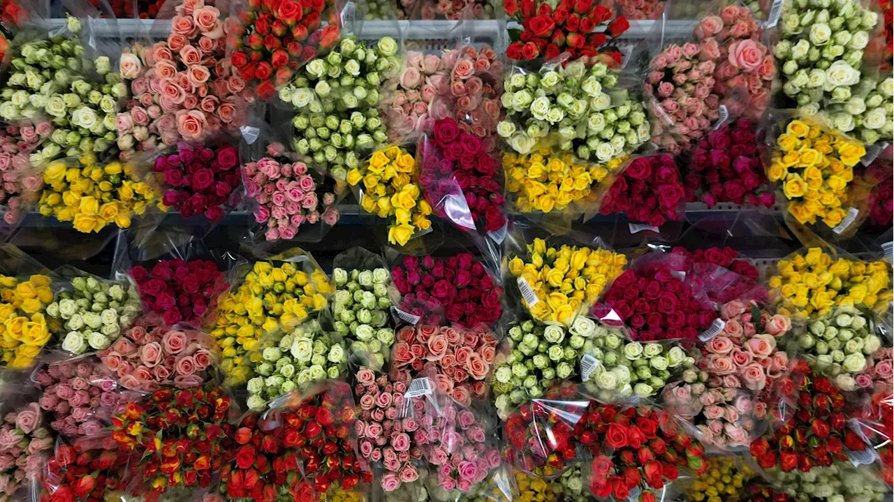 100% des Fleurs Testées Contaminées par des Pesticides