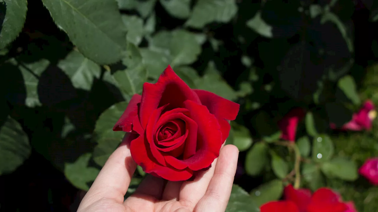 La Saint-Valentin : tout savoir sur la signification des roses pour éviter le faux pas