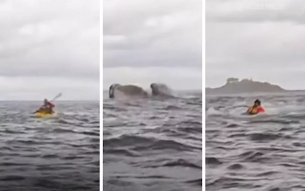 Humpback Whale Briefly Swallows Kayaker in Chile