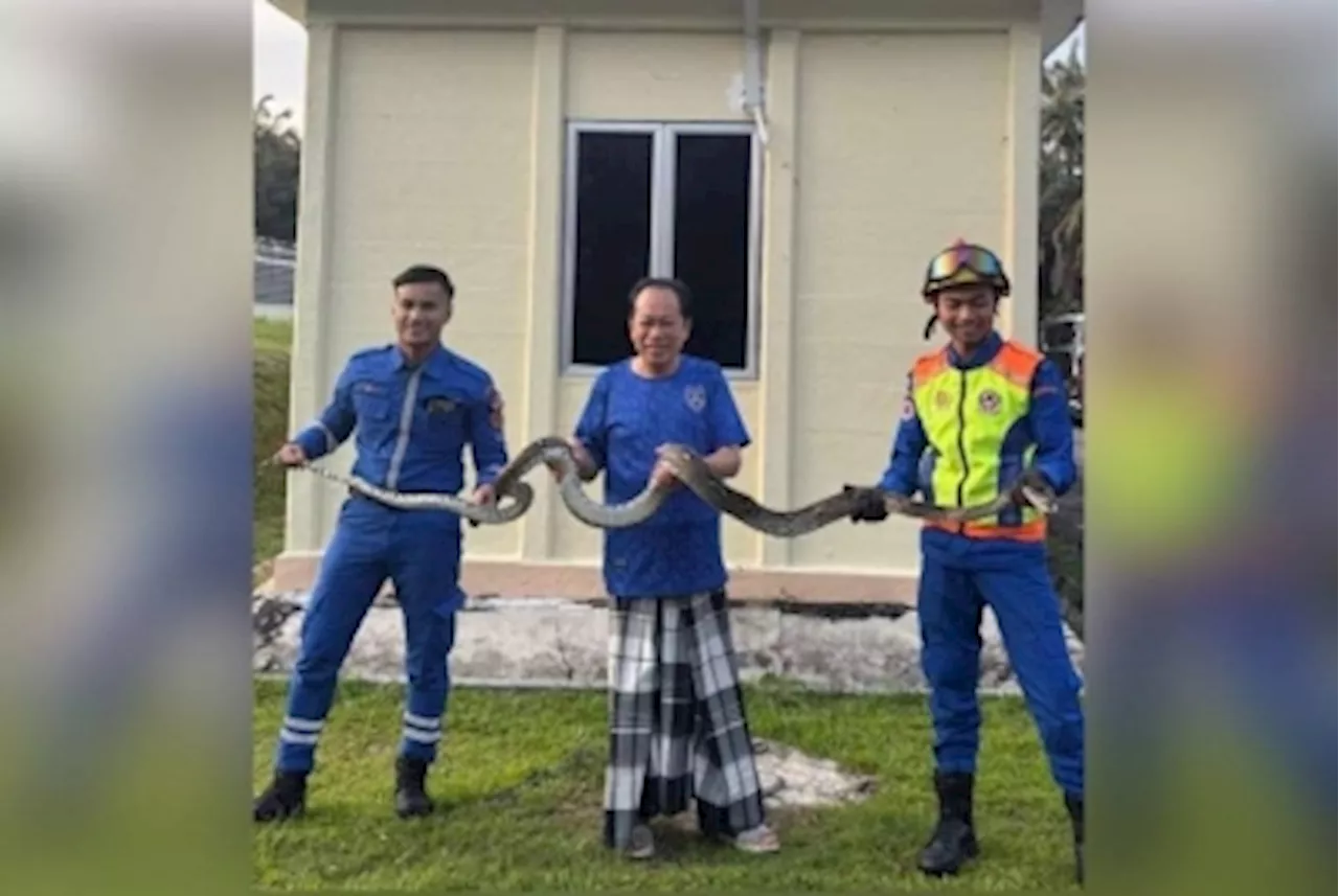 Python found near Ahmad Maslan’s home, Civil Defence Force personnel steps in to capture it