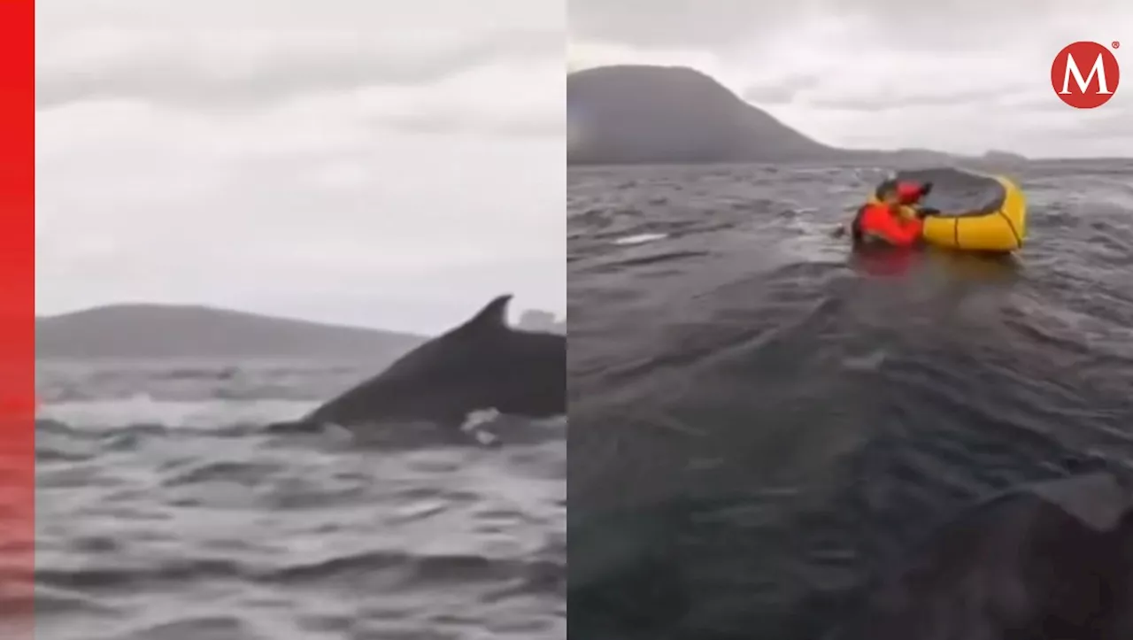 Ballena se TRAGA a hombre en el mar mientras su padre lo graba: 'Si hubiese sido una orca me hubiese comido' |