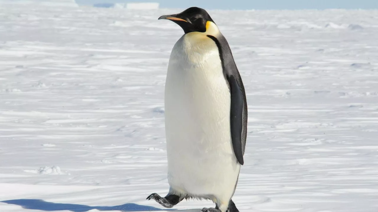 Roboter enthüllt das geheime Leben der Kaiserpinguine