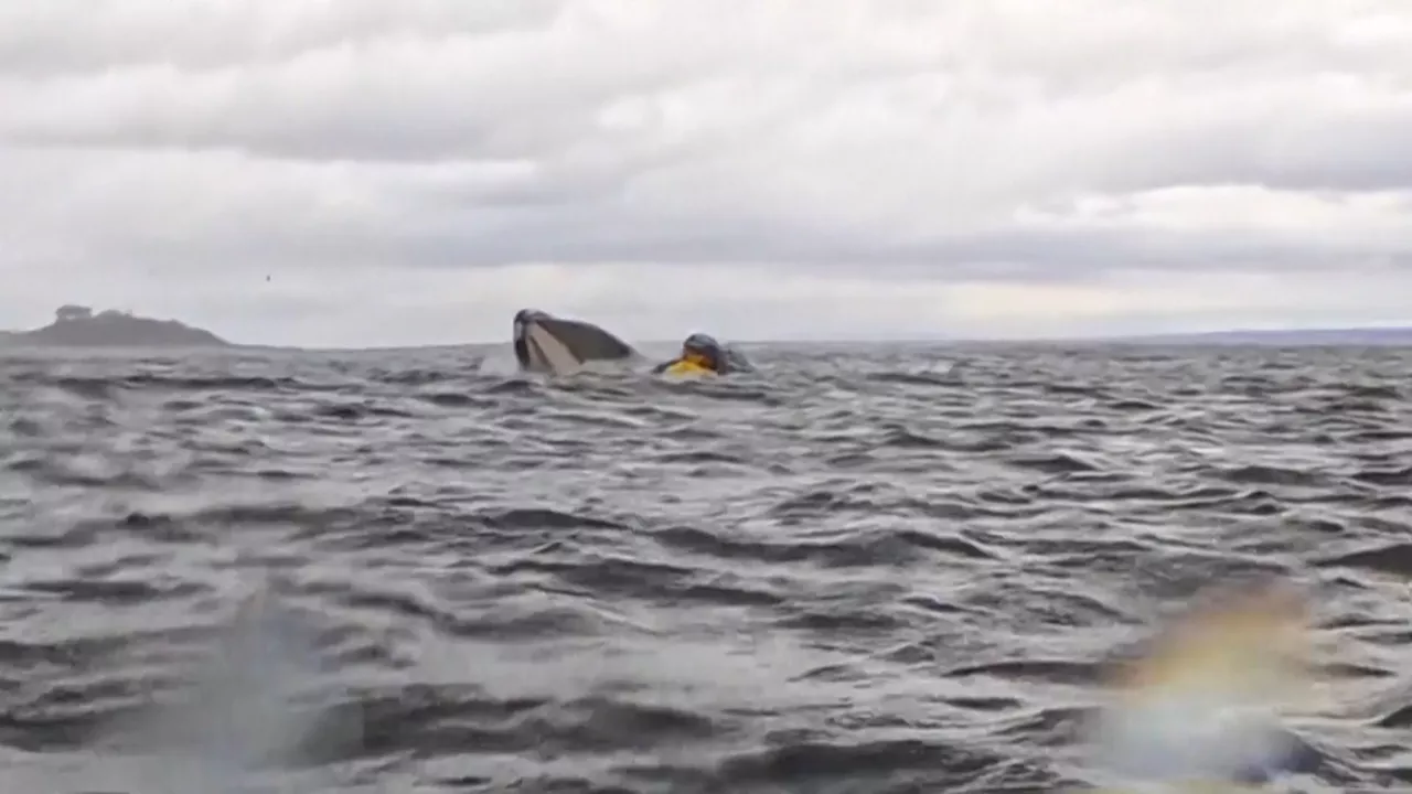 Kayaker Briefly Engulfed by Humpback Whale in Chilean Patagonia