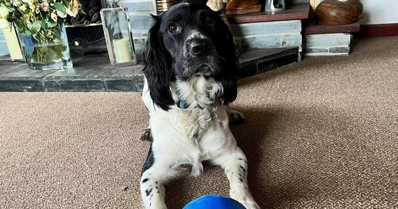 This Indestructible Dog Toy Has Saved My Sanity (And My Shoes)