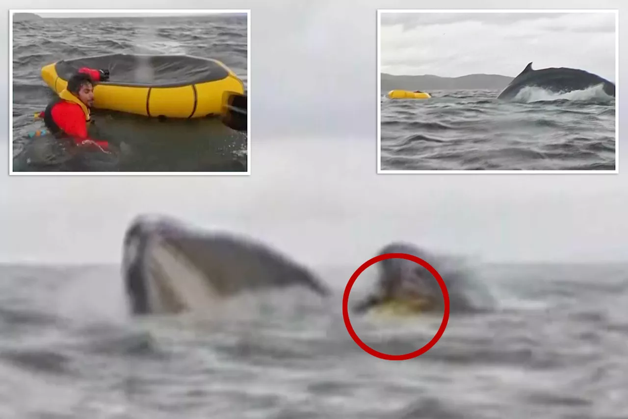 Kayaker gets swallowed by humpback whale before he's spit back out, wild video shows: 'I thought it had already eaten me'