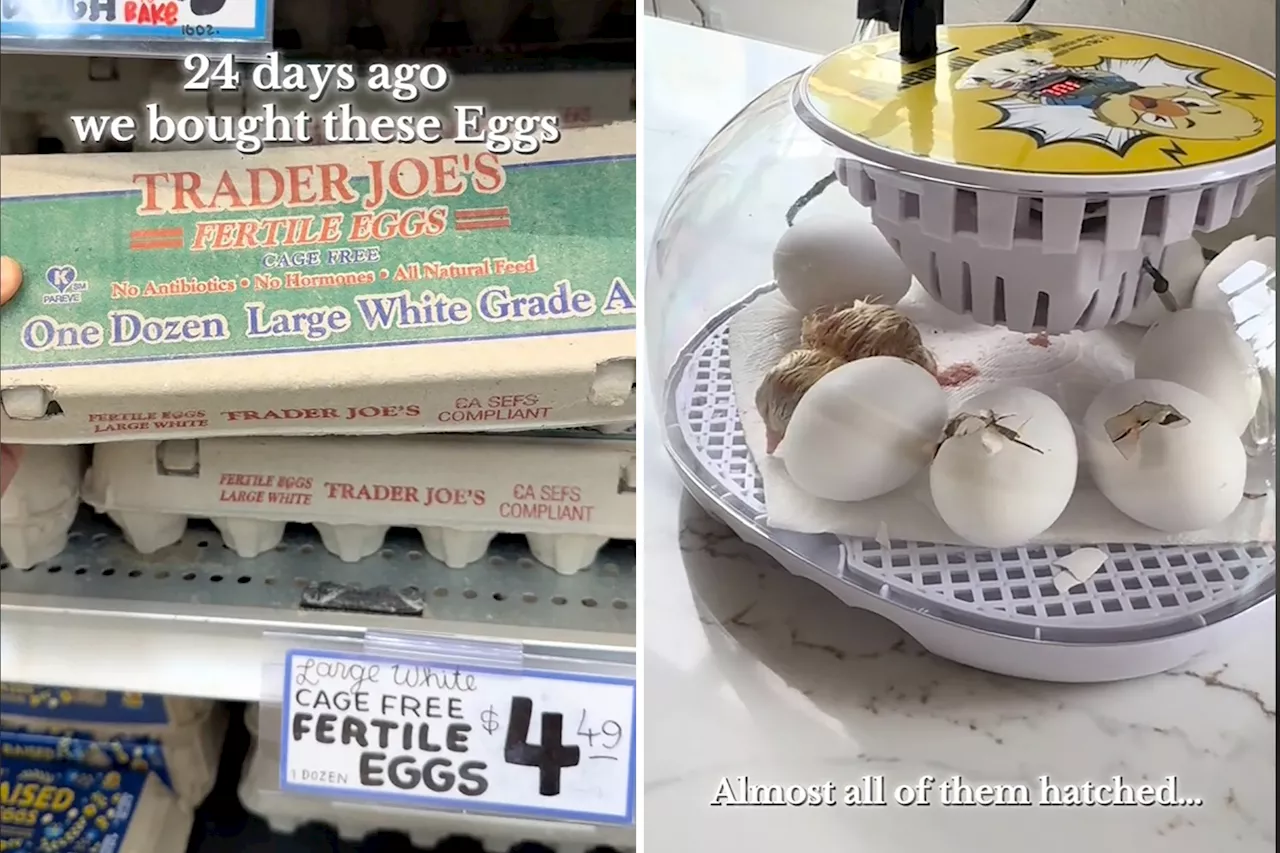 Trader Joe's Fertilized Eggs Hatch Viral Controversy