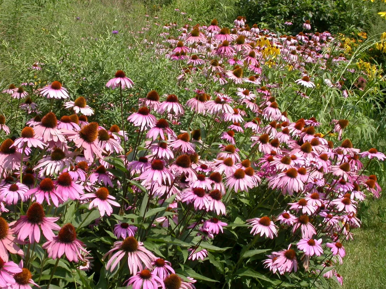 Starting Perennials From Seed: A Gardener's Guide