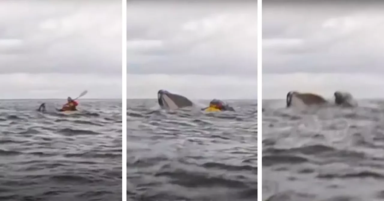 Humpback Whale Briefly Swallows Kayaker Off Coast of Chile