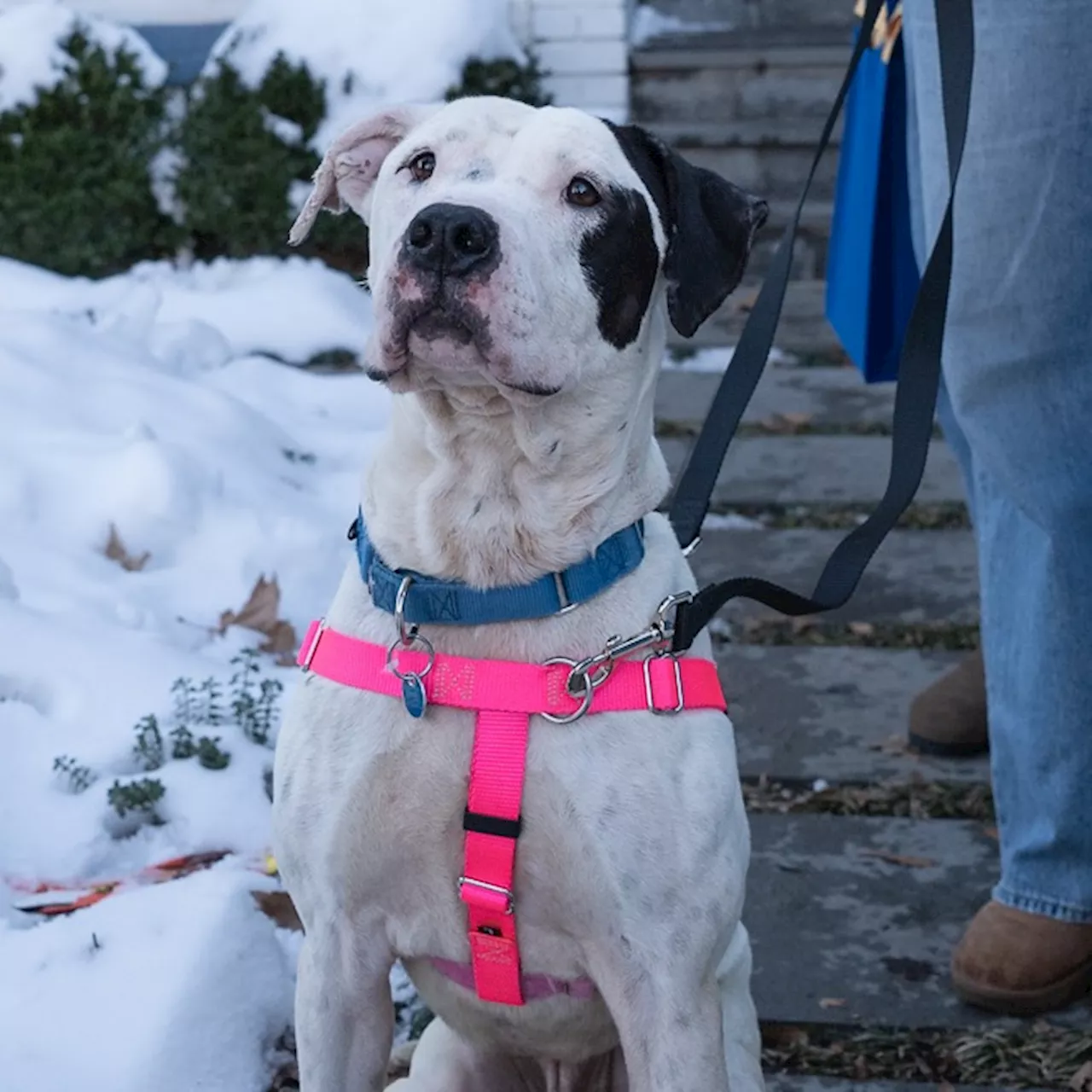 Easygoing Dog Axel and Purrfect Cat Ivy Seeking Loving Homes