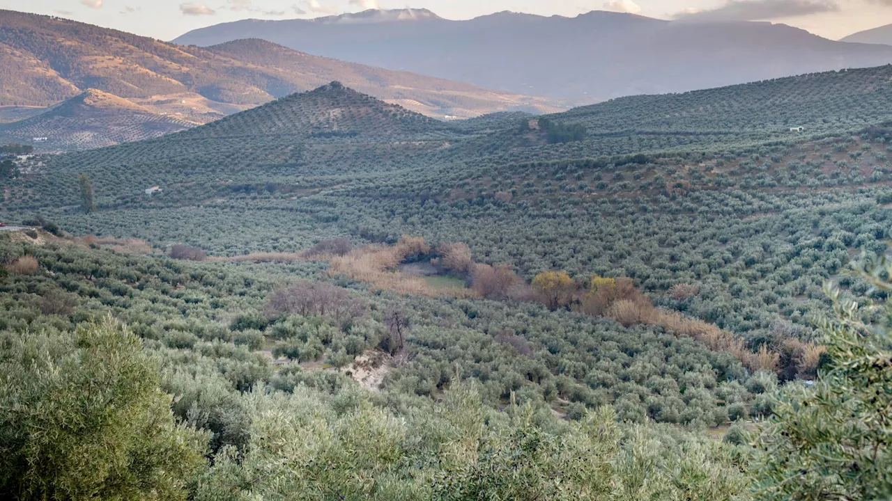 Precios del Aceite de Oliva: Planas Confía en la Estabilidad y la oportunidad en el Mercado Internacional