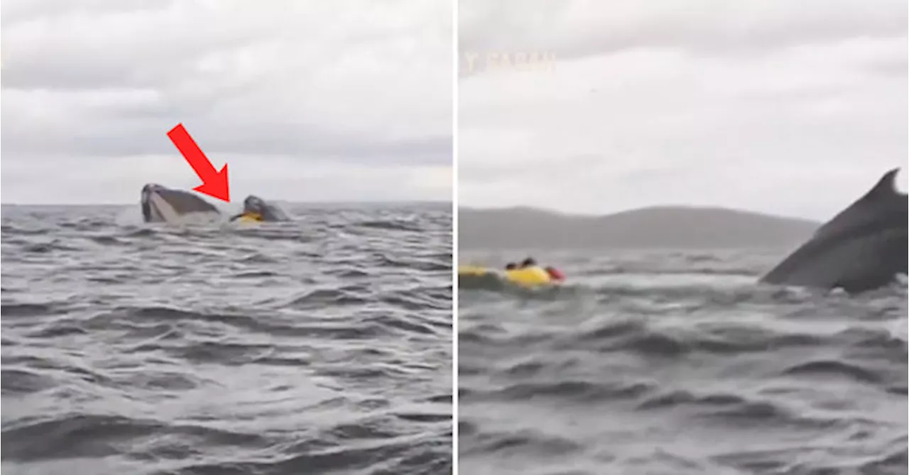 Humpback Whale Briefly Swallows Kayaker Off Chile Coast