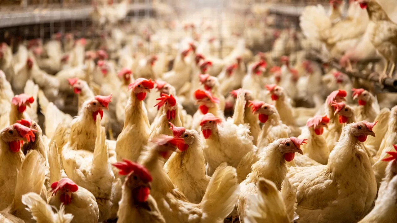 Second Poultry Farm in Victoria Quarantined Due to Avian Influenza