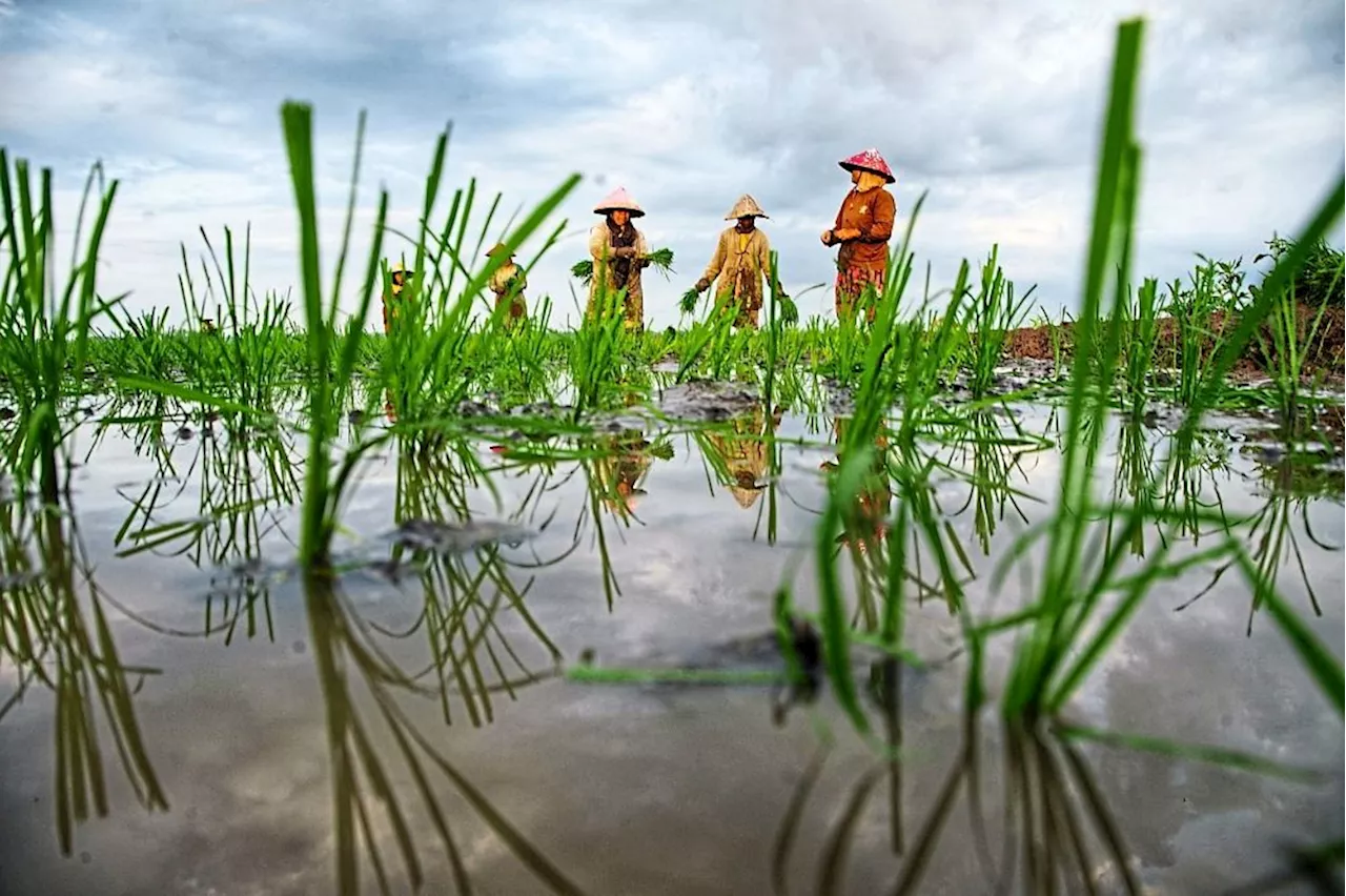 Rice Farmers Demand Higher Support Despite Government's Padi Price Increase