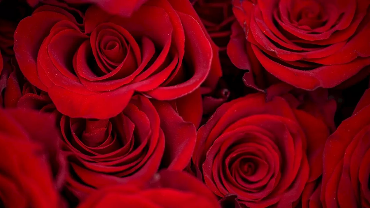 Valentinstag und die Umwelt: Rosen aus Afrika - Eine Liebe mit Nebenwirkungen