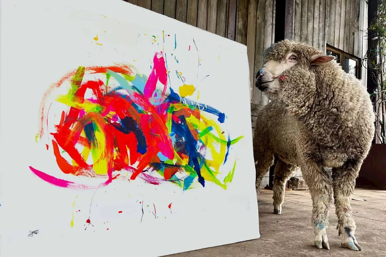 Missing Painting Sheep Baanksy Found After Reward Offered