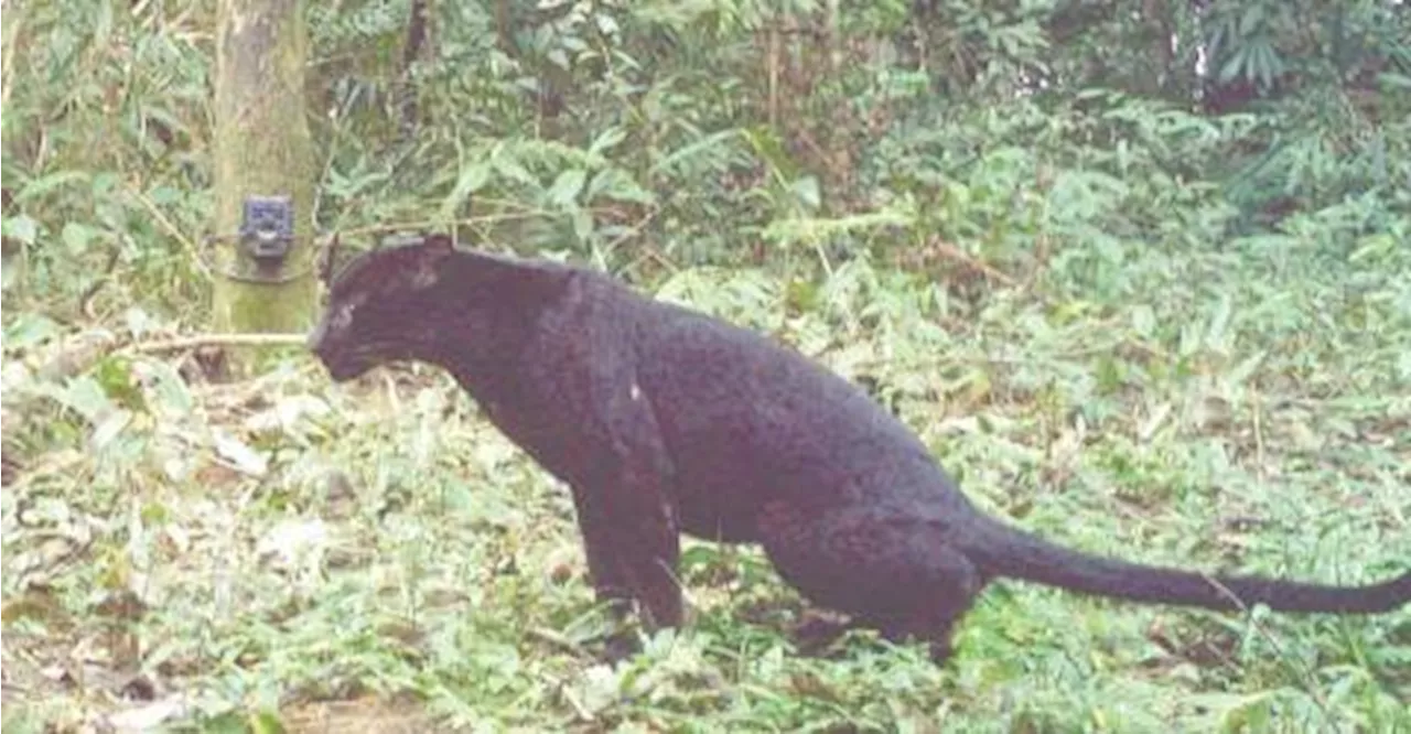 Malaysian Black Panthers Face Extinction Due to Habitat Loss, Poaching, and Human-Wildlife Conflict