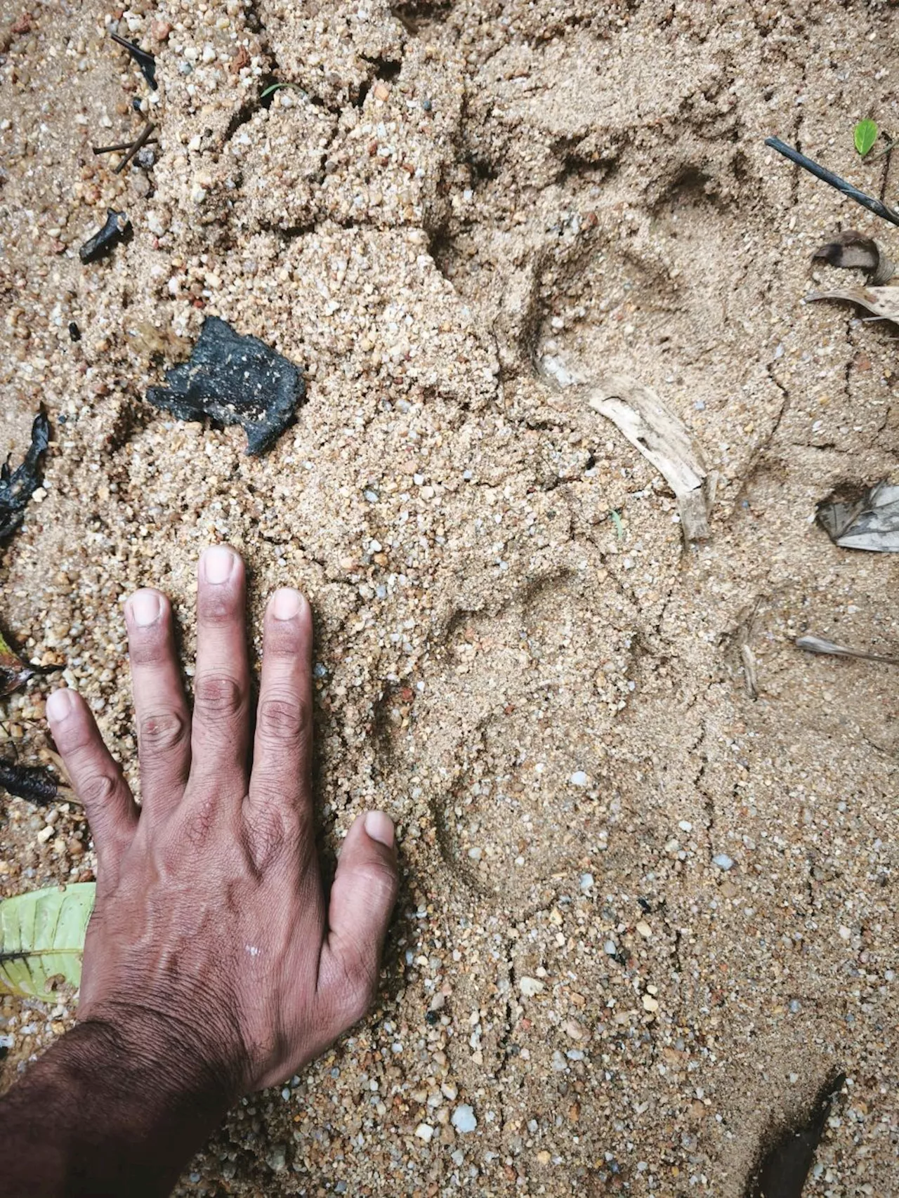 Life in Orang Asli Village Normal Despite Tiger Sighting