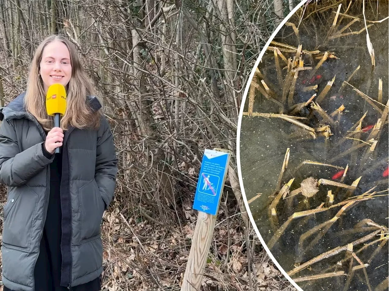 Goldfischalarm in Feldkircher Bach: Bedrohung für die Umwelt oder harmloser Hingucker?