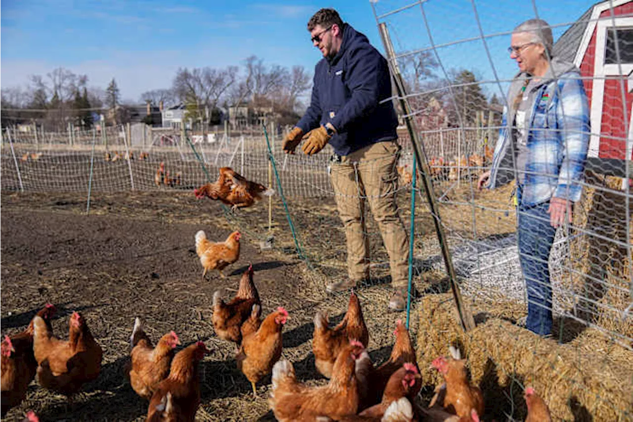 Can suspending a cage-free egg law solve the soaring price problem? Nevada takes a crack at it