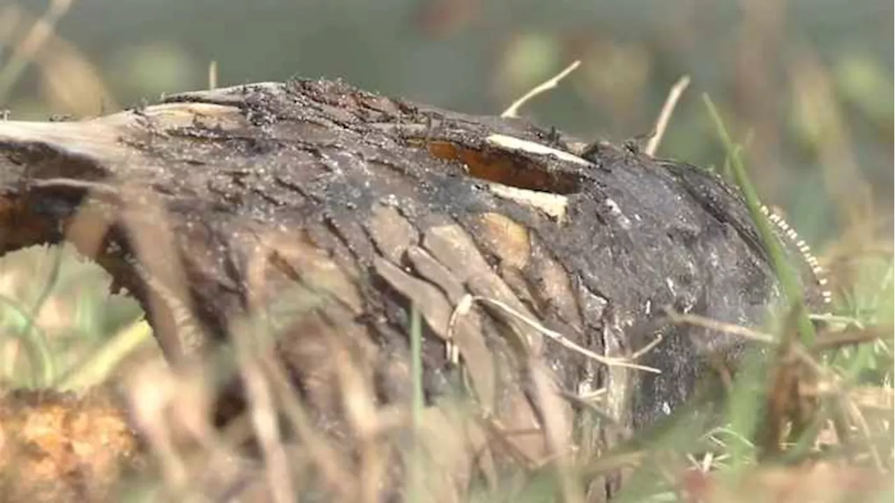 Dead Fish Found in Jacksonville Cemetery Pond Raise Concerns