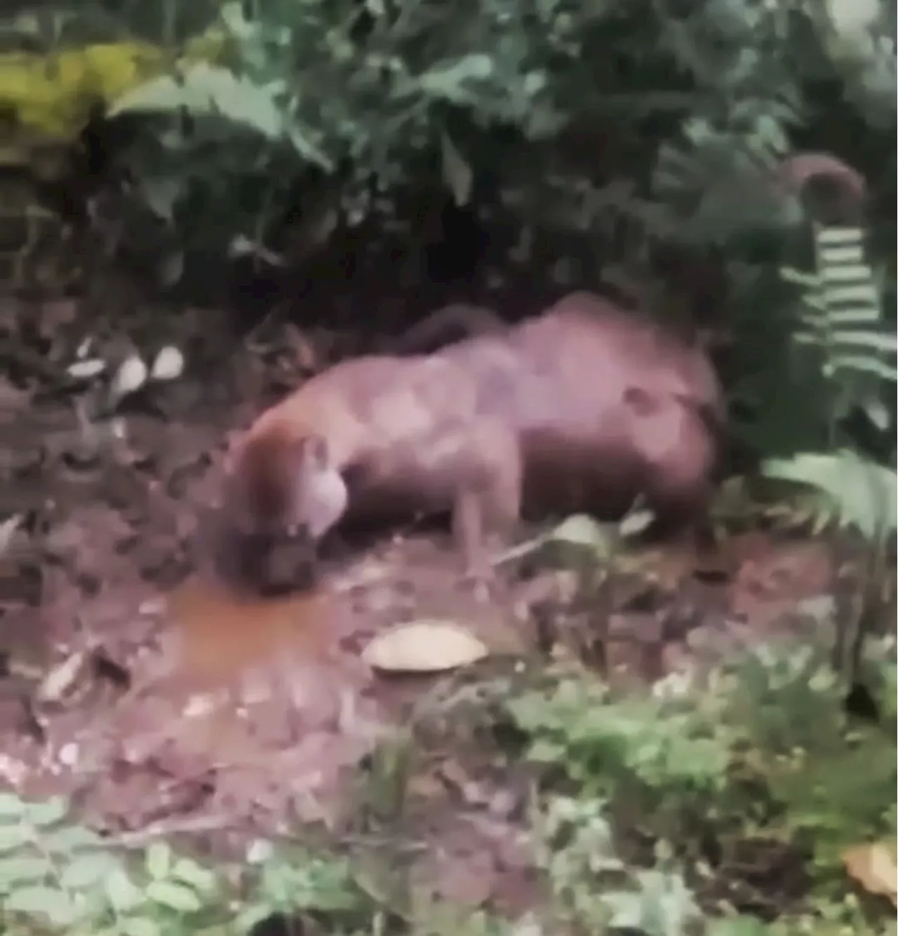 Autoridades indígenas capturan a hombre por muerte de puma en el Cauca