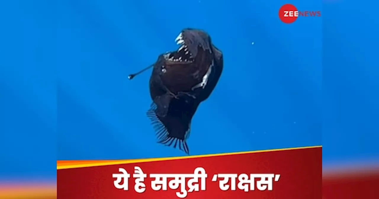 Viral Video : पहली बार लोगों को दिखा समुद्री काला राक्षस, VIDEO देख उड़ जाएंगे होश!