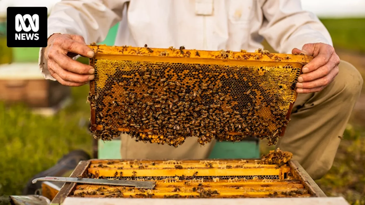 Tasmania's Largest Apiary Embraces Artificial Insemination to Combat Varroa Mite Threat