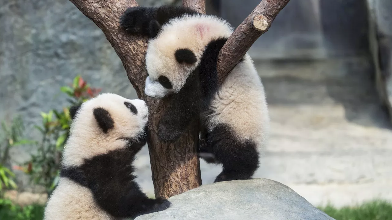 From Polar Vortex to Panda Cubs: A Week in News