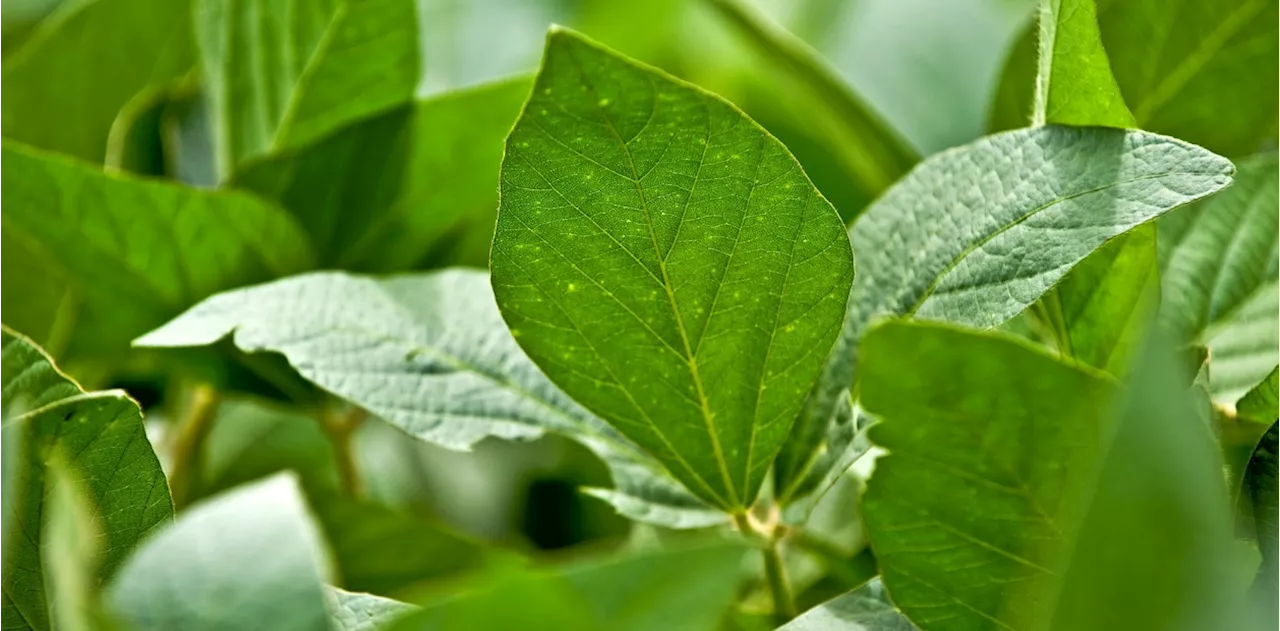 La Tecnología Biológica: El Futuro de la Agricultura Mundial