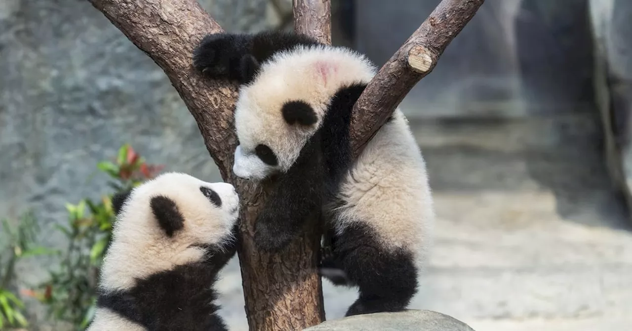 Hong Kong Panda Twins Make Public Debut