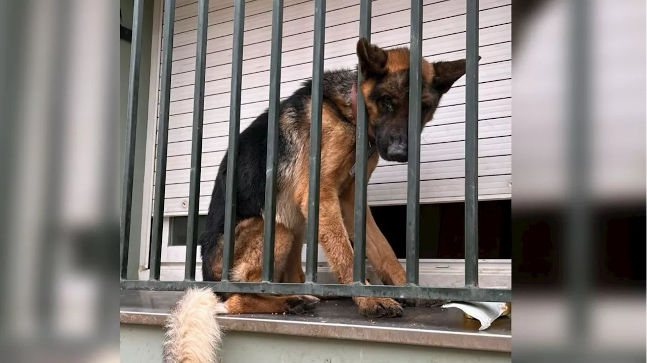 Rescatan a un perro desnutrido tras estar encerrado en una ventana en Terrassa