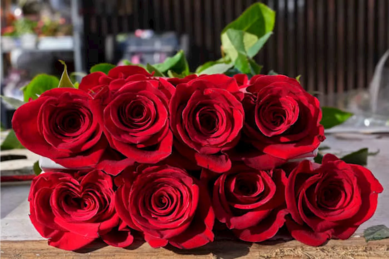 Pesticides Found in Valentine's Day Flowers Raise Health Concerns