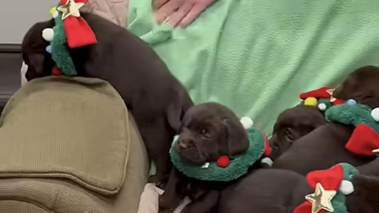 Herding Puppies for a Photoshoot: A Viral Challenge
