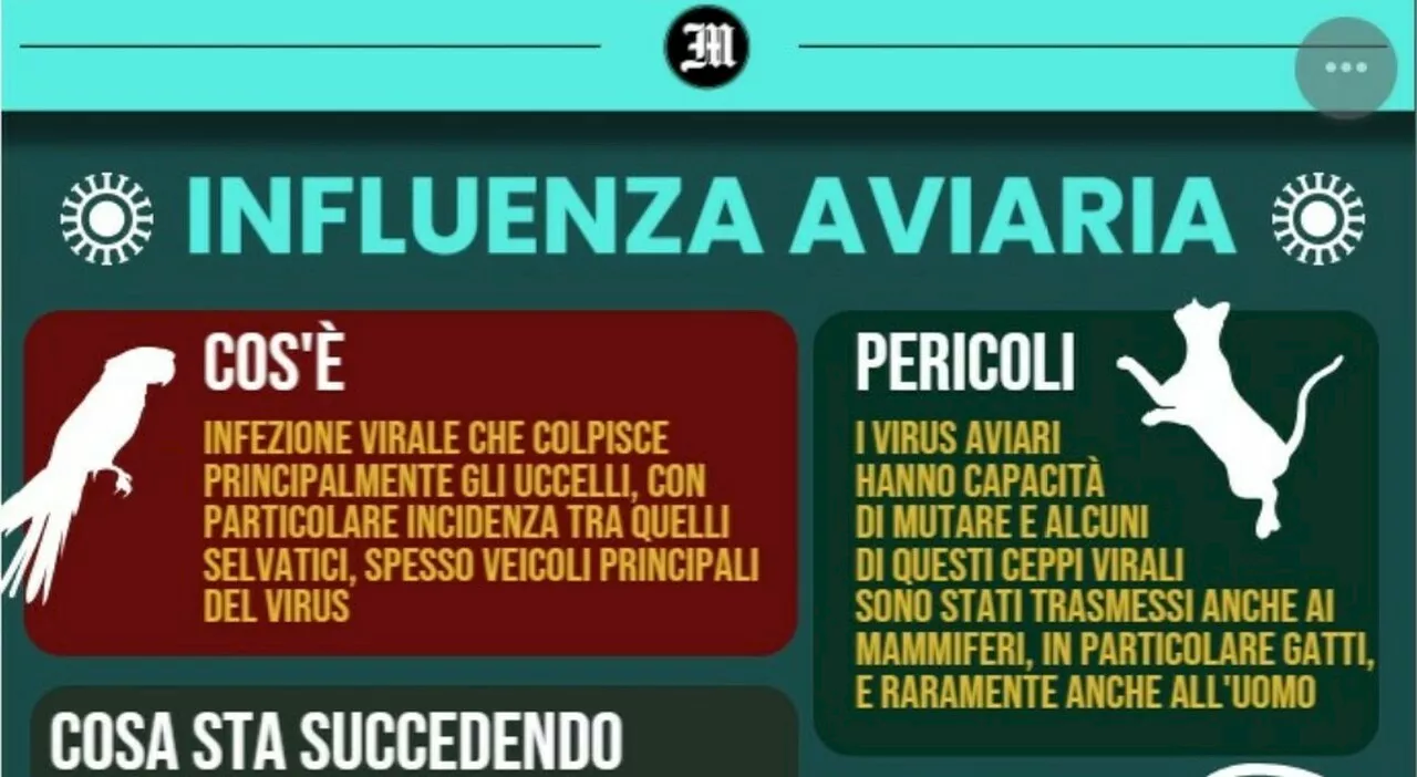 Influenza aviaria, virus asintomatico in circolo tra le persone. Lo studio: «Si diffonde silenziosamente»