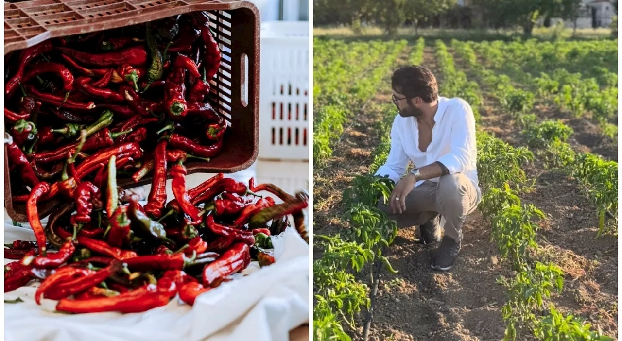 Pietro D'Elia lascia il lavoro da manager per fare l'agricoltore al suo paese d'origine: «Noi al Sud corriamo