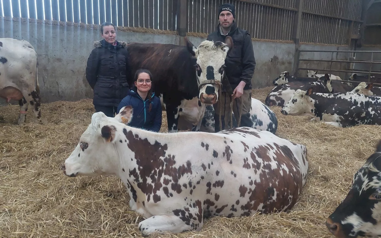 Deux vaches normandes sélectionnées pour le Salon de l'agriculture de Paris