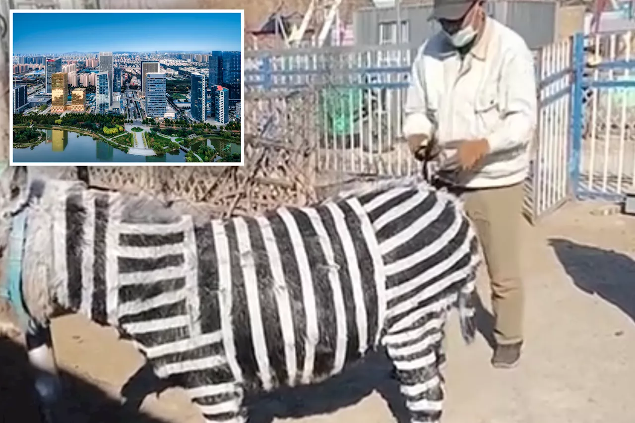 Chinese Zoo Admits to Painting Donkeys as Zebras to Increase Attendance