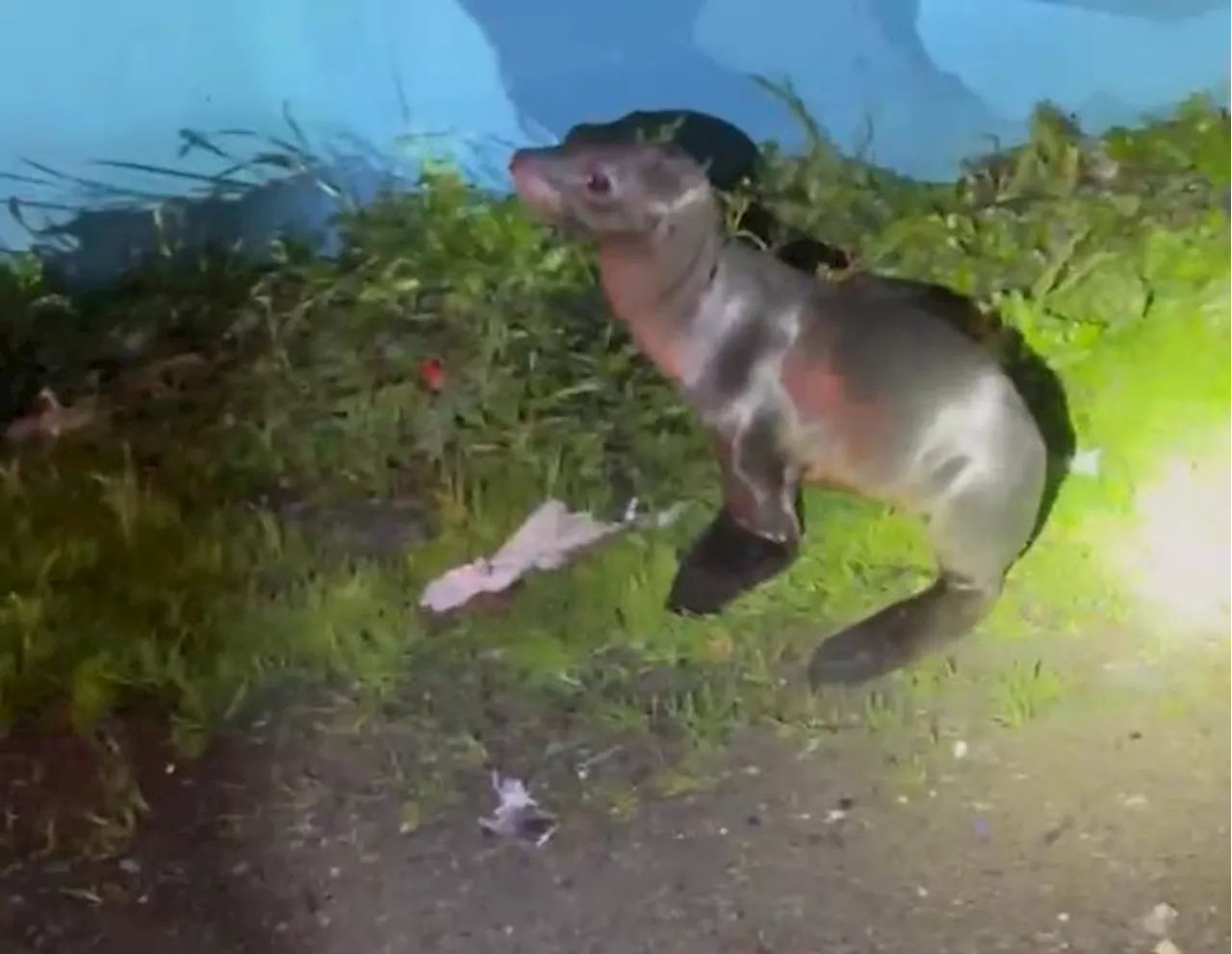 Sea Lion Pup Takes Unexpected Highway Stroll, Rescued by Good Samaritans