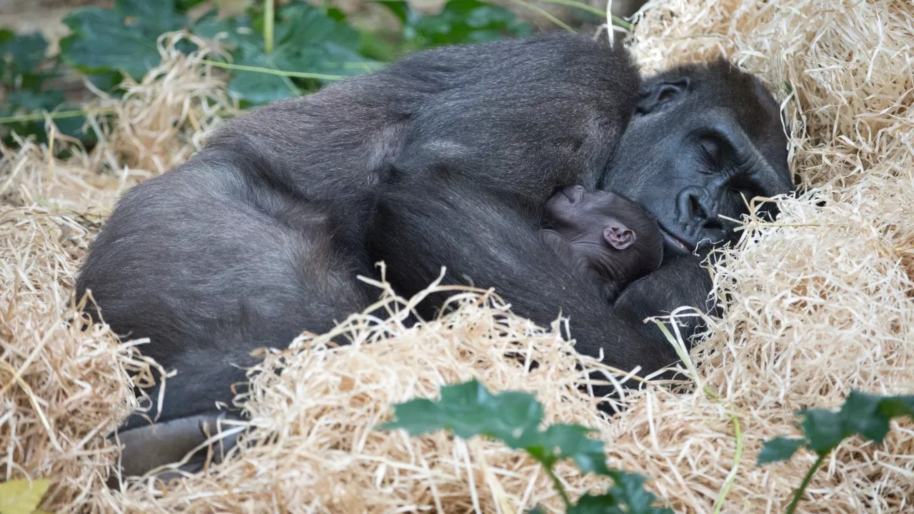 Beloved Melbourne Zoo Gorilla Kimya Dies Unexpectedly