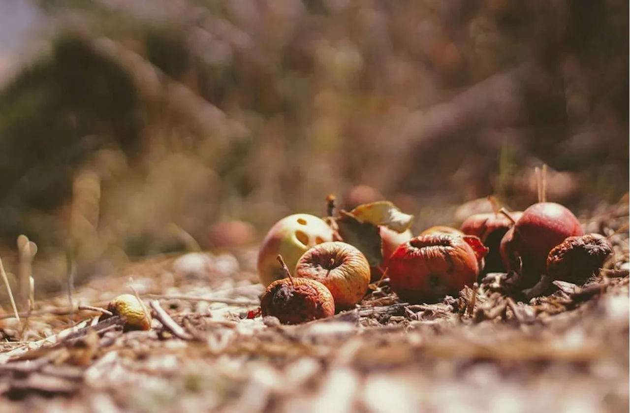 Fermentation Environnementale: Une Nouvelle Voie de Valorisation des Biodéchets en France