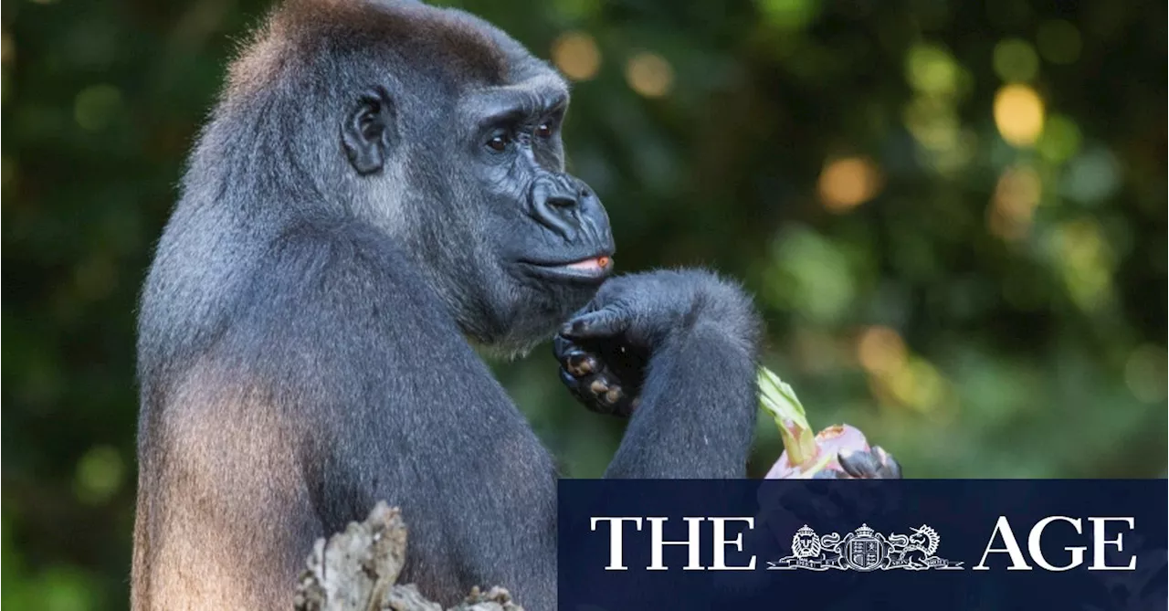 Beloved Melbourne Zoo Gorilla Kimya Dies Unexpectedly