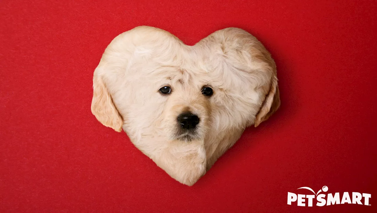 PetSmart Introduces Heart-Shaped Puppies for Valentine's Day