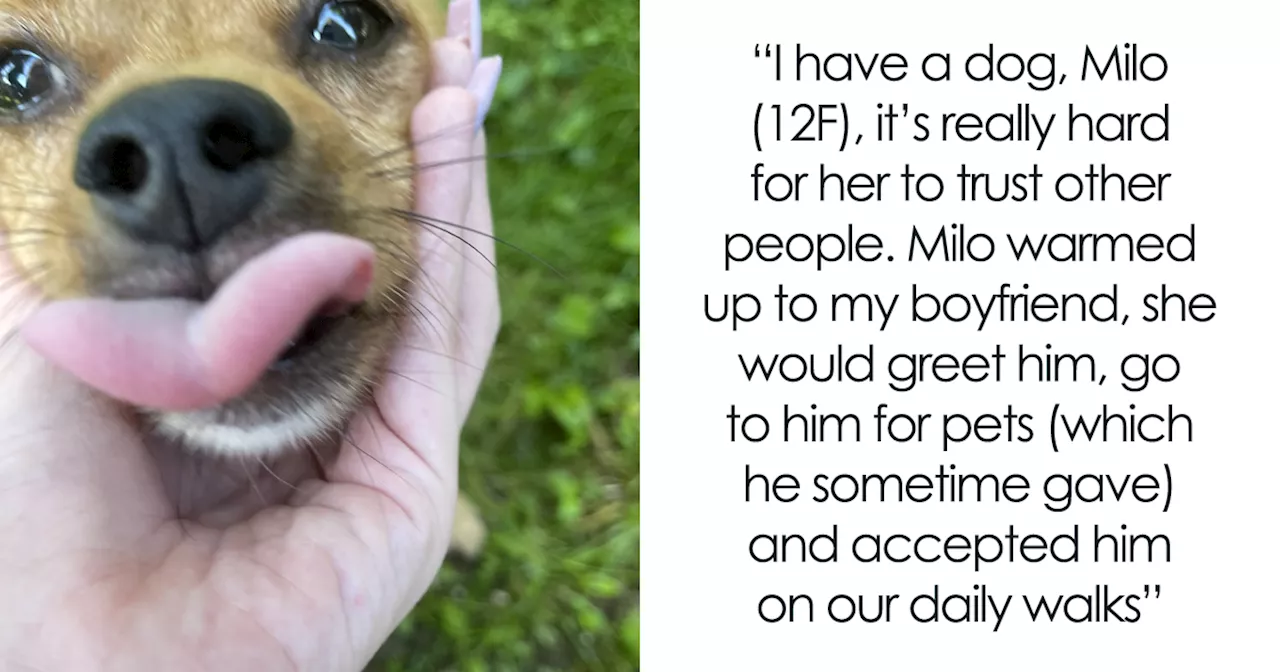 Boyfriend Left Dog Outside For Hours, Causing Her To Go Missing. Internet Reacts With Horror