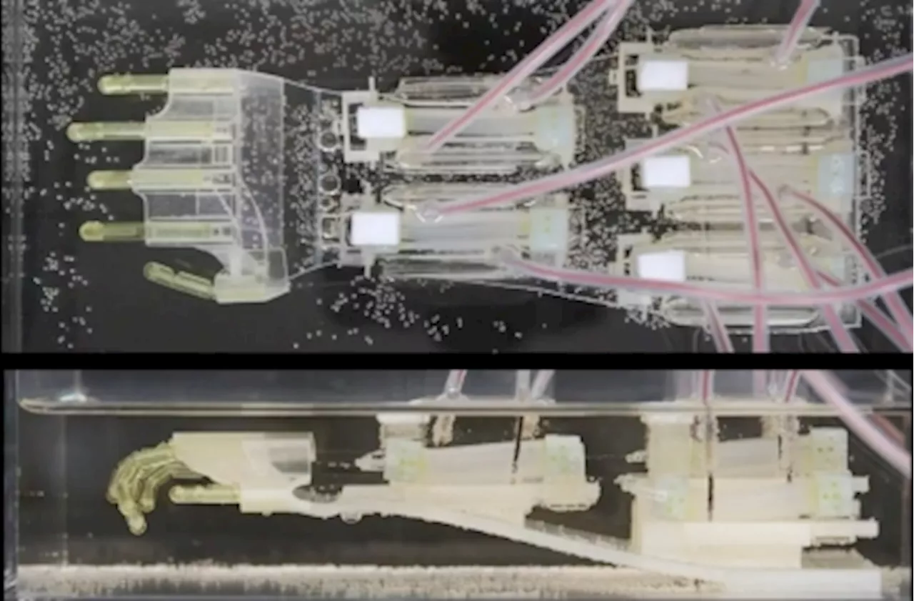 Scientists create life-size biohybrid hand powered by human muscle tissue