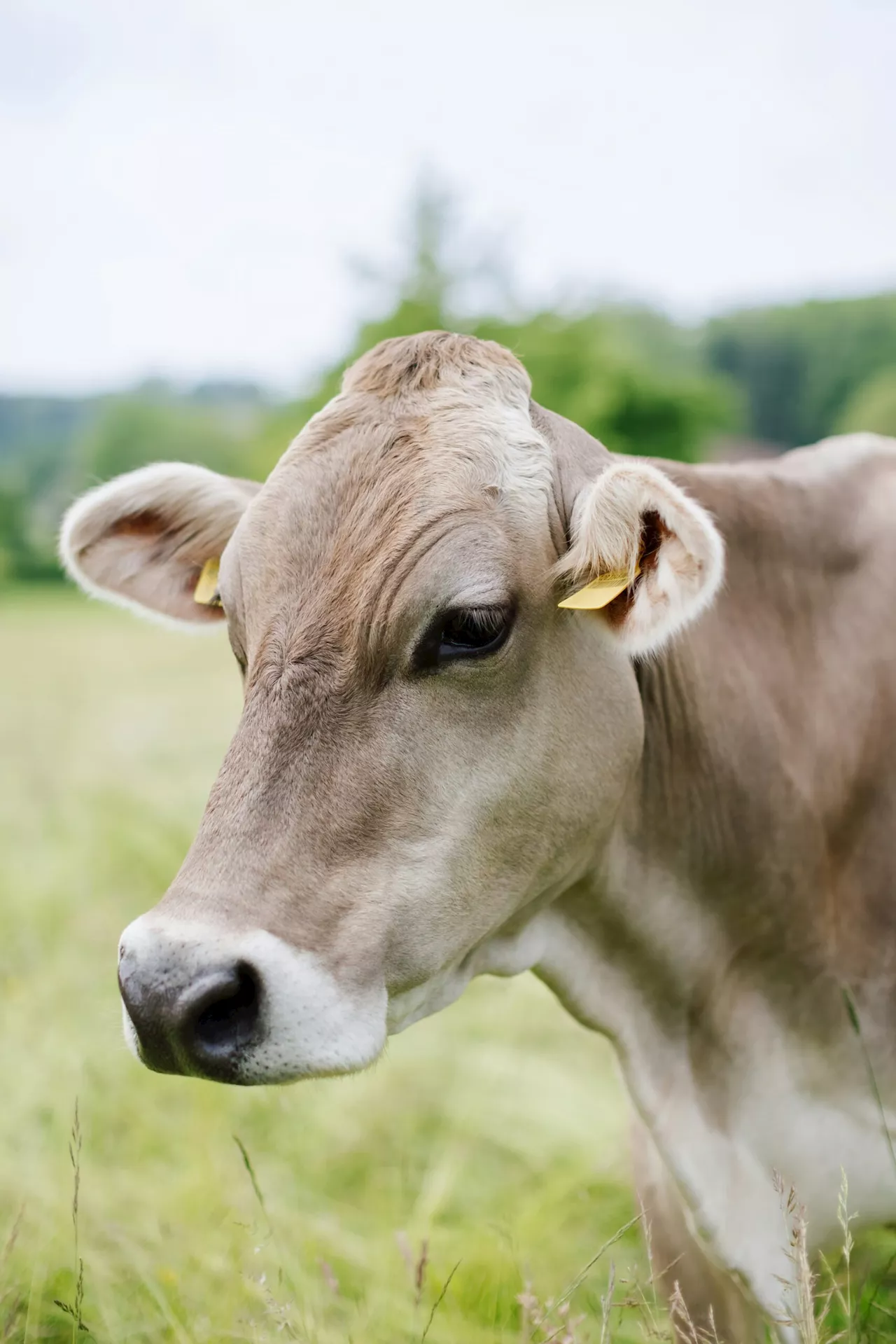Philippine Dairy Project Seeks French Loan for Modernization