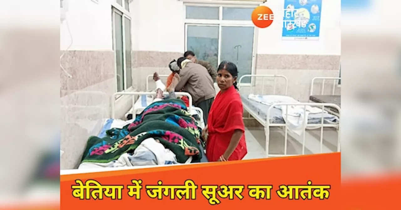 जंगली सूअर के हमले में पश्चिम चंपारण के हरपुर गांव में हड़कंप
