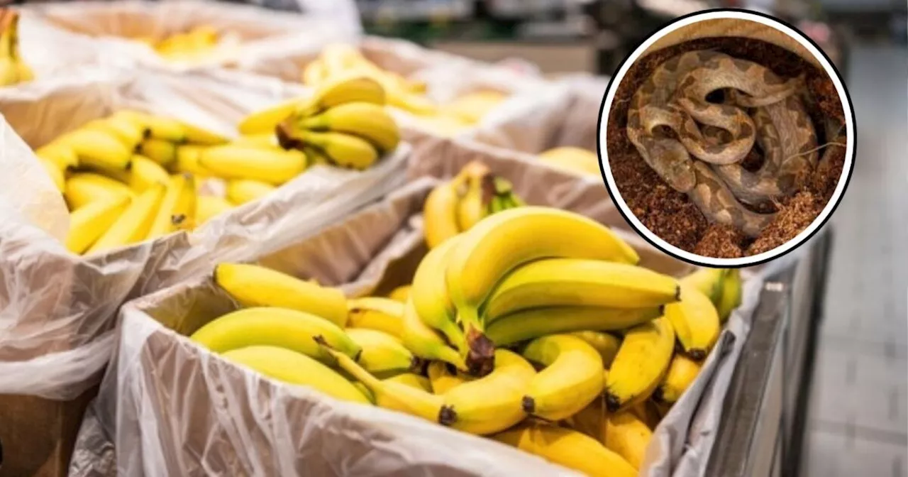 Venomous Snake Found Hiding in Bananas at US Grocery Store